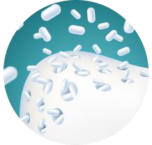 Illustration du dépôt de particules de nano-hydroxyapatite au niveau des tubules exposés
